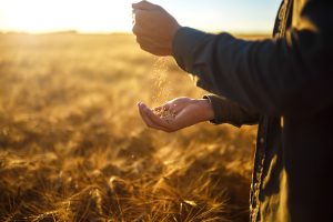 Agriculteur à la retraite dans un champ de blé